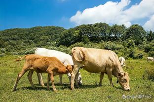 德转列热刺首发，孙兴慜、麦迪逊领衔：这阵容未来能夺冠吗？